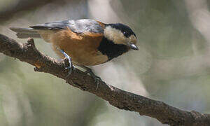 Varied Tit