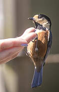 Mésange variée