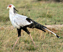 Secretarybird