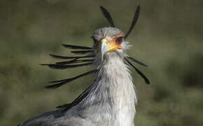 Secretarybird