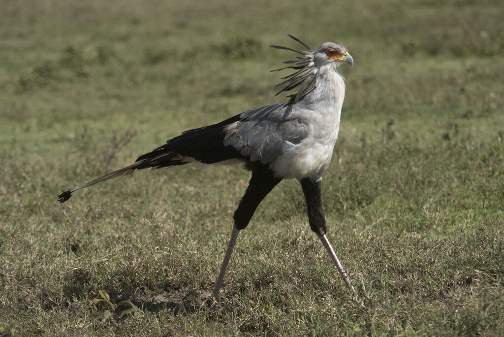 Secretarybird