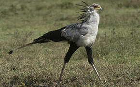 Secretarybird