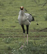 Secretarybird