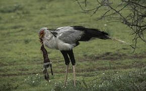 Secretarybird