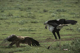 Secretarybird