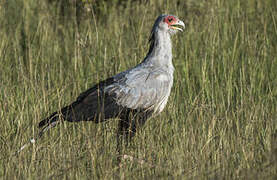 Secretarybird