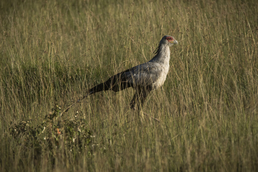 Secretarybird