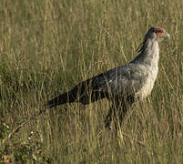 Secretarybird