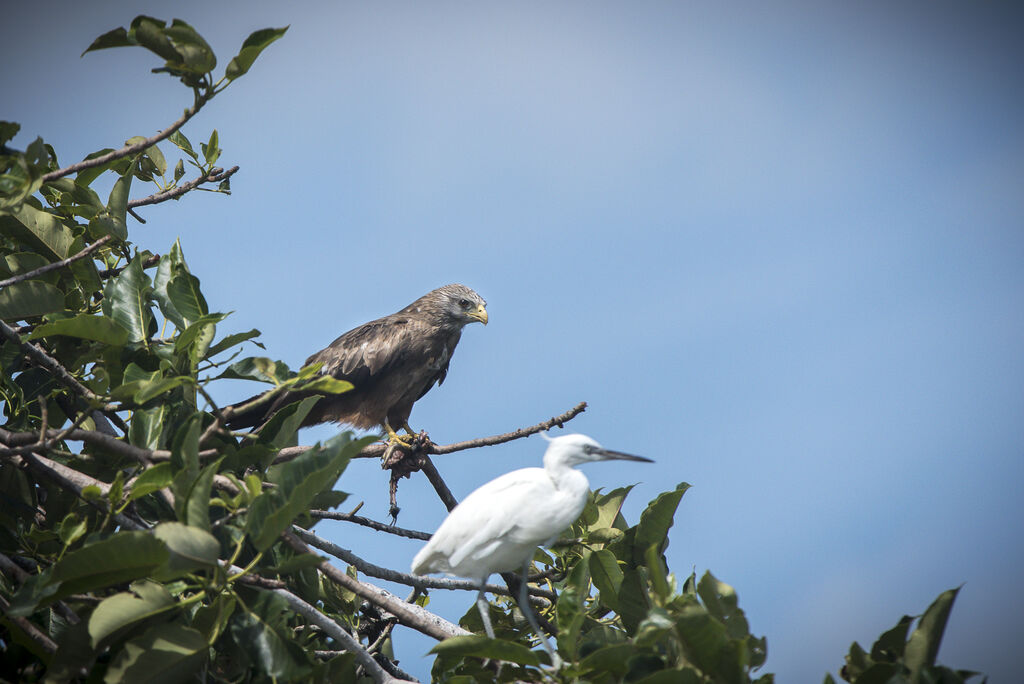 Yellow-billed Kite