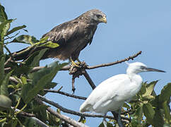 Yellow-billed Kite