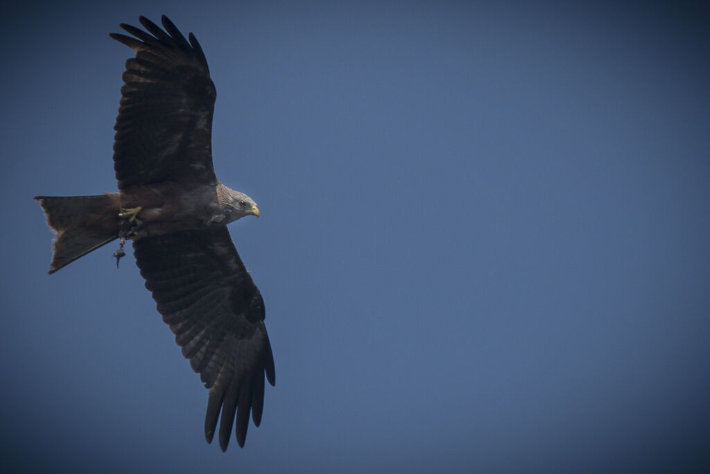 Yellow-billed Kite