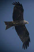 Yellow-billed Kite