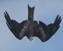 Yellow-billed Kite