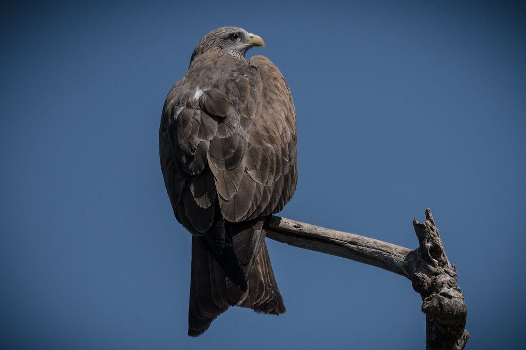 Yellow-billed Kite