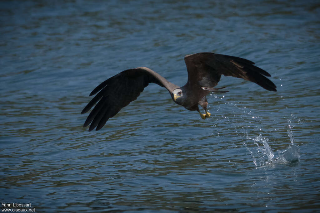 Milan à bec jauneadulte, pêche/chasse