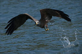 Yellow-billed Kite