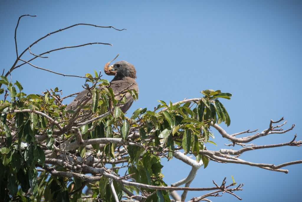 Yellow-billed Kite