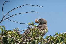 Yellow-billed Kite