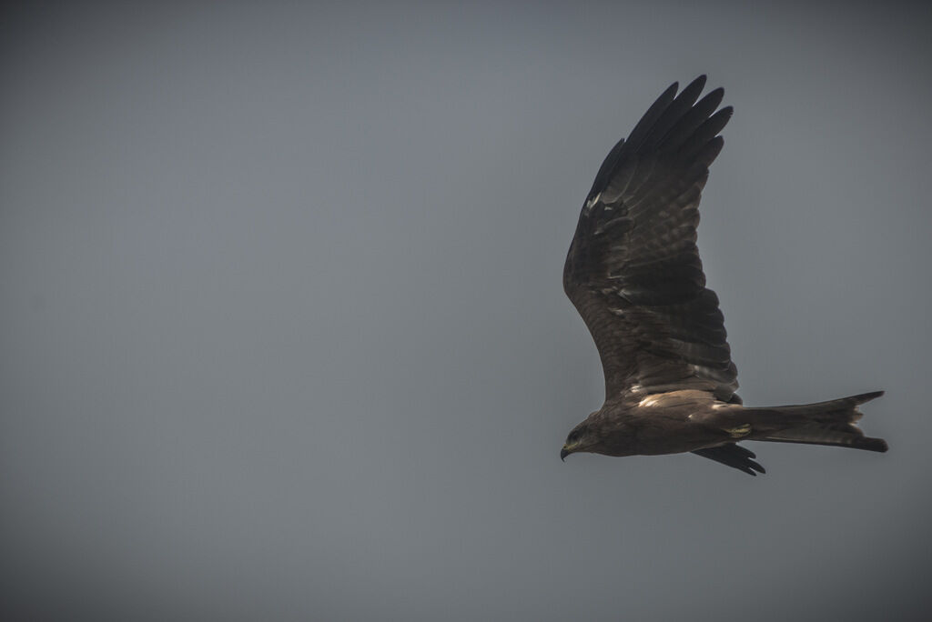 Black Kite