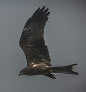 Black Kite