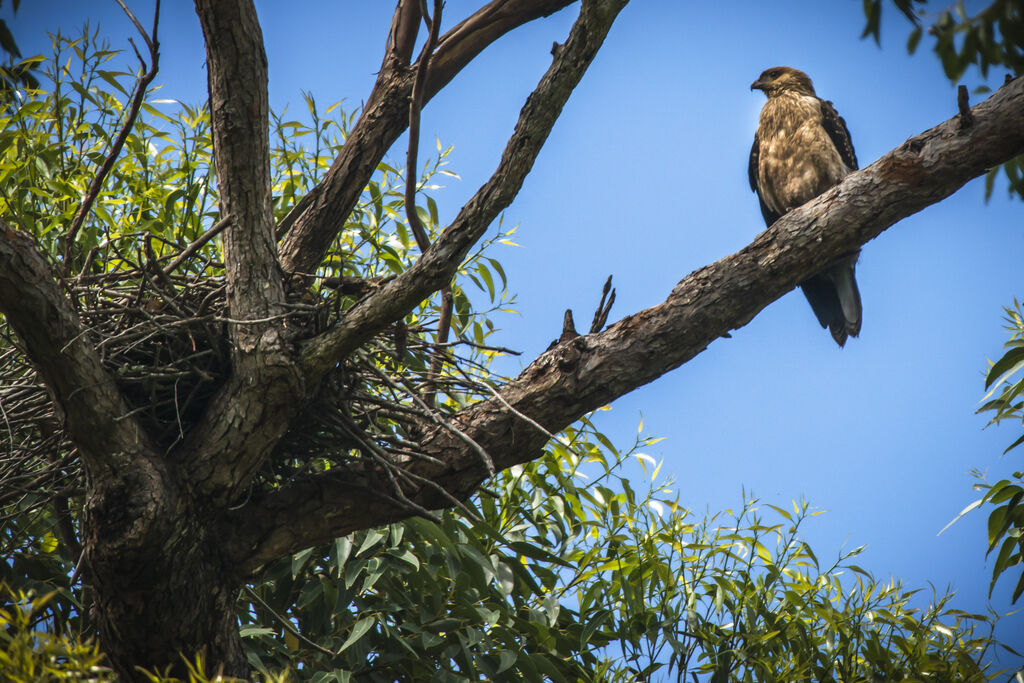 Whistling Kite