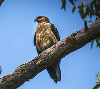 Whistling Kite