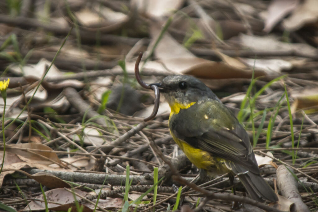 Eastern Yellow Robin