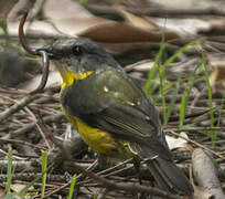 Eastern Yellow Robin