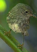 North Island Robin