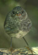 North Island Robin