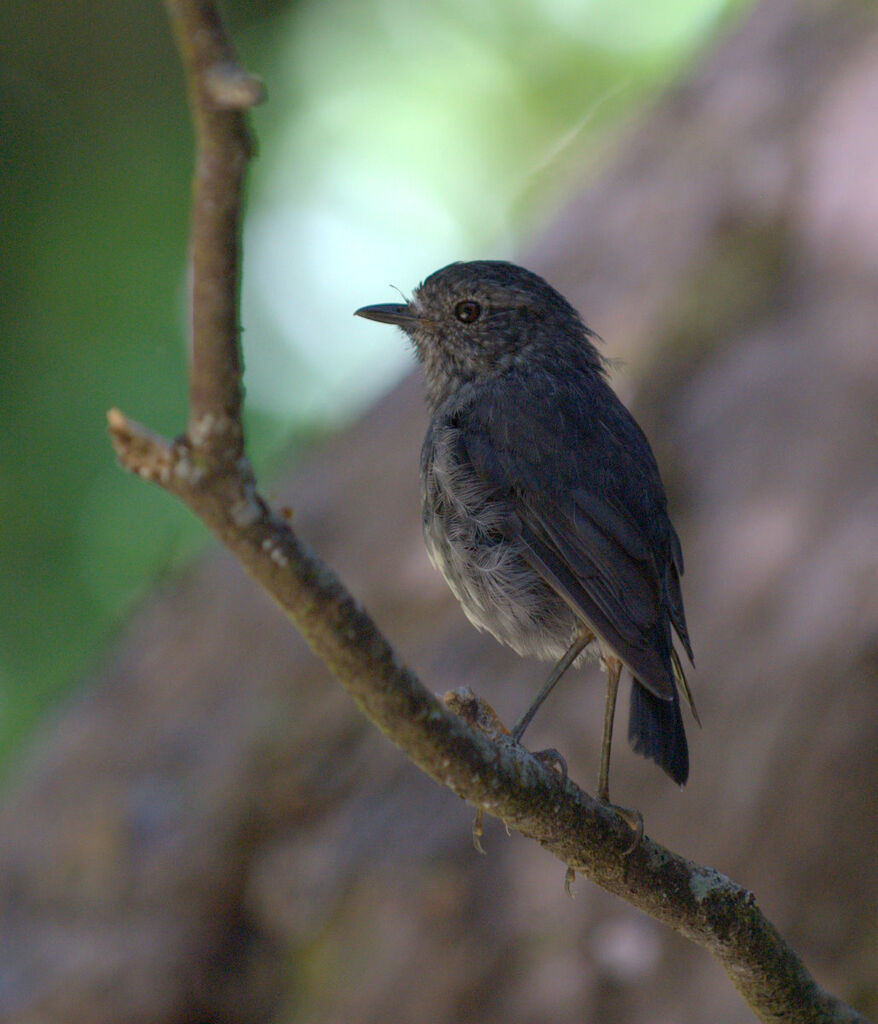 North Island Robin