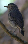 North Island Robin