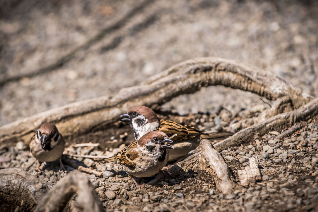 Eurasian Tree Sparrow