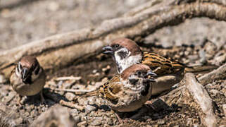 Eurasian Tree Sparrow