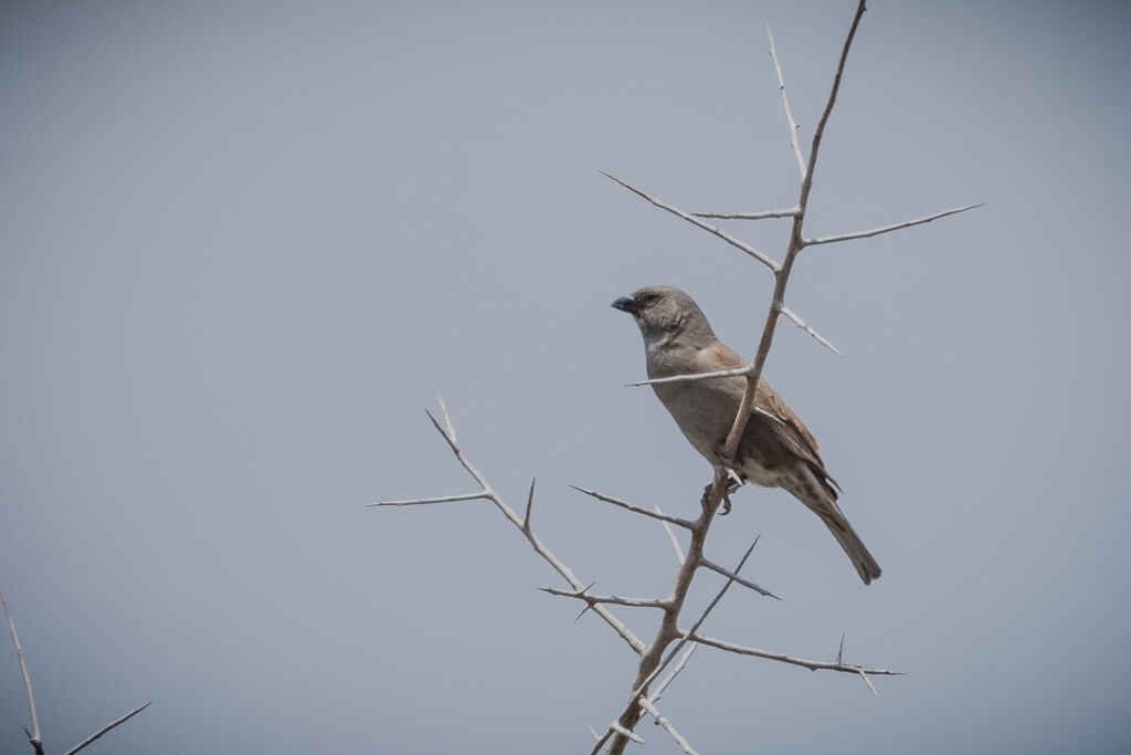 Moineau gris