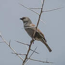 Moineau gris