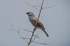 Moineau gris