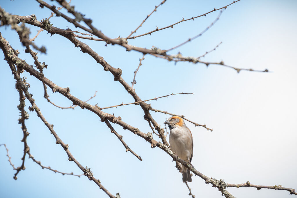 Moineau roux