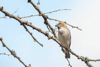 Moineau roux