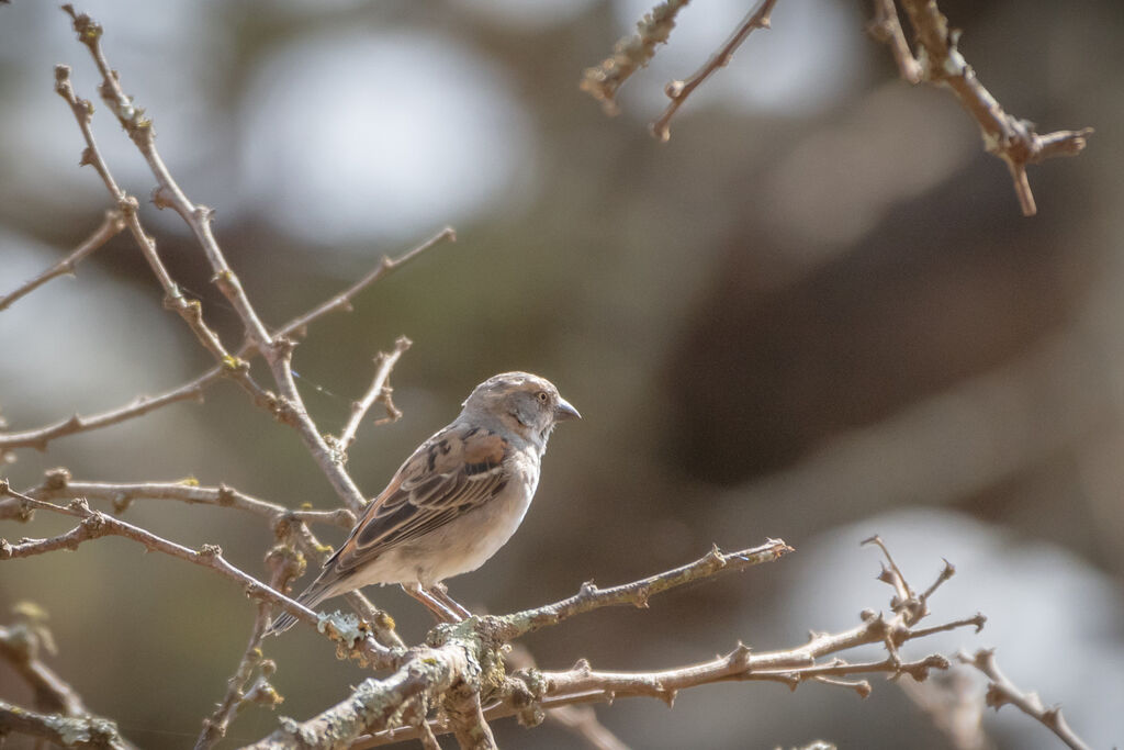 Moineau roux