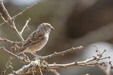 Moineau roux