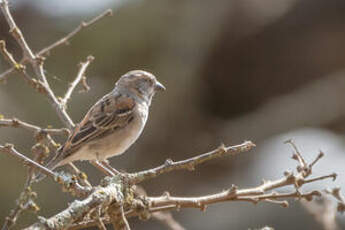 Moineau roux