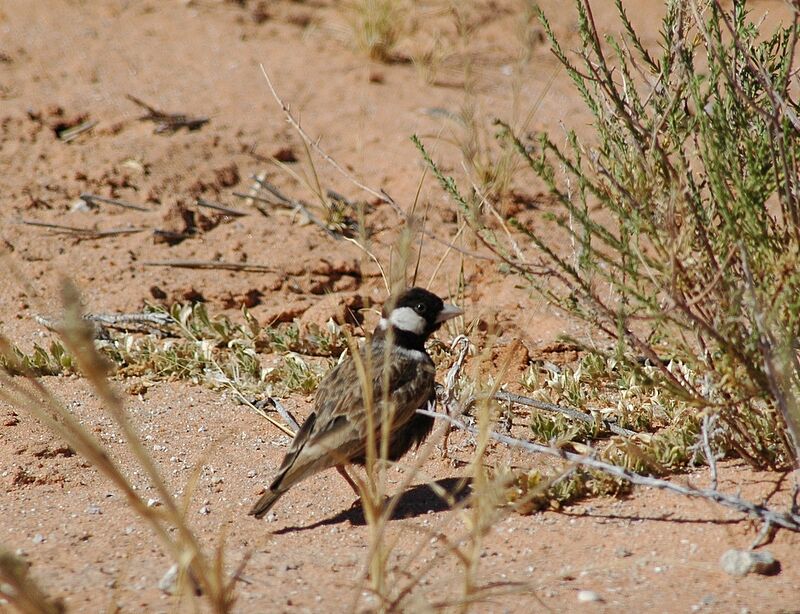 Grey-backed Sparrow-Lark