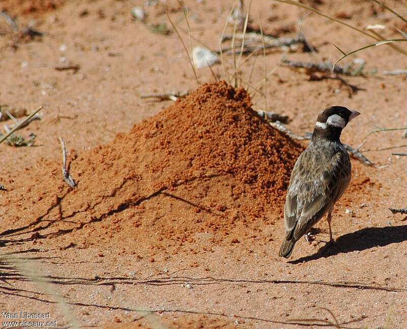 Grey-backed Sparrow-Lark, identification