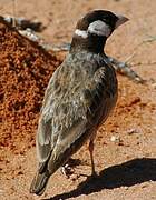 Grey-backed Sparrow-Lark