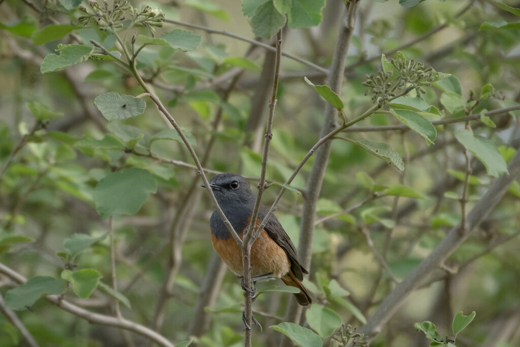 Monticole rougequeue