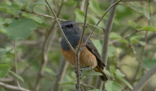 Little Rock Thrush