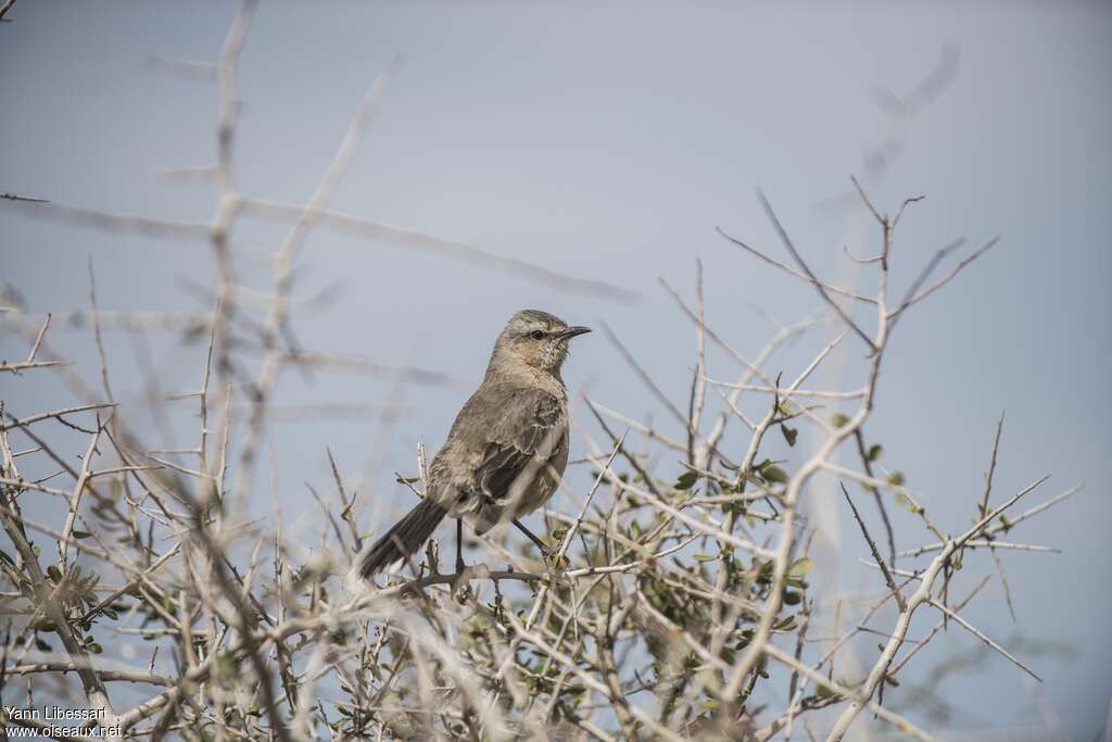 Moqueur de Patagonie, habitat, pigmentation