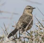 Patagonian Mockingbird