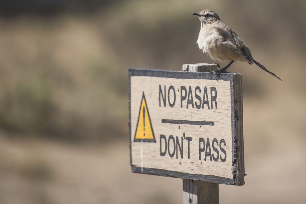 Patagonian Mockingbird